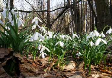 http://eco23.gov.ua/userfiles/97.jpg